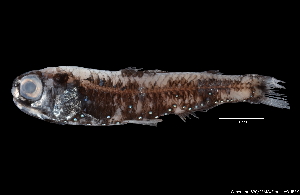  ( - WAL10-M196-04)  @11 [ ] Copyright (2018) Elodie Vourey Pacific Community