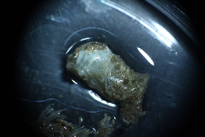  ( - Styela_clava_A13_#46_Q4)  @11 [ ] CreativeCommons  Attribution Non-Commercial Share-Alike (2021) Arlie McCarthy British Antarctic Survey