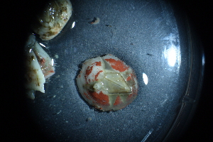  ( - Amphibalanus_improvisus_A1_#3_Q3)  @11 [ ] CreativeCommons  Attribution Non-Commercial Share-Alike (2021) Arlie McCarthy British Antarctic Survey