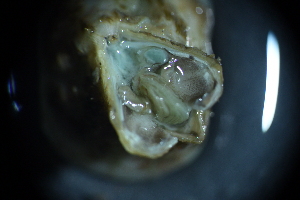  ( - Amphibalanus_improvisus_A4_#17_Q3)  @11 [ ] CreativeCommons  Attribution Non-Commercial Share-Alike (2021) Arlie McCarthy British Antarctic Survey