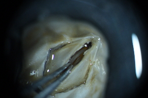  ( - Amphibalanus_improvisus_A4_#17_Q3)  @11 [ ] CreativeCommons  Attribution Non-Commercial Share-Alike (2021) Arlie McCarthy British Antarctic Survey