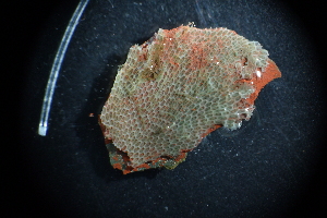  ( - Coneopeum_reticulum_A1_#2_Q2)  @11 [ ] CreativeCommons  Attribution Non-Commercial Share-Alike (2021) Arlie McCarthy British Antarctic Survey