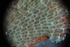  ( - Coneopeum_reticulum_A1_#2_Q2)  @11 [ ] CreativeCommons  Attribution Non-Commercial Share-Alike (2021) Arlie McCarthy British Antarctic Survey