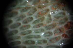  ( - Coneopeum_reticulum_A1_#2_Q2)  @11 [ ] CreativeCommons  Attribution Non-Commercial Share-Alike (2021) Arlie McCarthy British Antarctic Survey