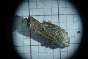  ( - Styela_clava_A3_#9_Q1)  @11 [ ] CreativeCommons  Attribution Non-Commercial Share-Alike (2021) Arlie McCarthy British Antarctic Survey