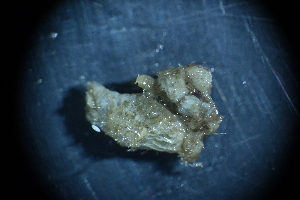  ( - Styela_clava_A3_#12_Q4)  @11 [ ] CreativeCommons  Attribution Non-Commercial Share-Alike (2021) Arlie McCarthy British Antarctic Survey