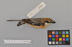  (Laniidae - NSMT-DNA5868)  @15 [ ] Copyright (2014) I. Nishiumi National Museum of Nature and Science, Tokyo