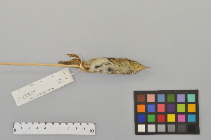  ( - NSMT-DNA3944)  @12 [ ] Copyright (2014) I. Nishiumi National Museum of Nature and Science, Tokyo