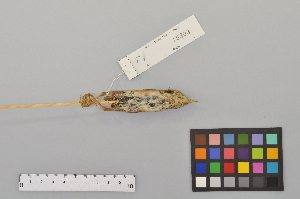  ( - NSMT-DNA3945)  @12 [ ] Copyright (2014) I. Nishiumi National Museum of Nature and Science, Tokyo