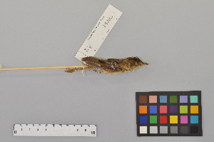  ( - NSMT-DNA3945)  @12 [ ] Copyright (2014) I. Nishiumi National Museum of Nature and Science, Tokyo