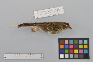  (Emberiza variabilis - NSMT-DNA6654)  @14 [ ] Copyright (2014) I. Nishiumi National Museum of Nature and Science, Tokyo