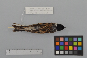  ( - NSMT-DNA6671)  @13 [ ] Copyright (2014) I. Nishiumi National Museum of Nature and Science, Tokyo