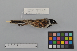  ( - NSMT-DNA6671)  @13 [ ] Copyright (2014) I. Nishiumi National Museum of Nature and Science, Tokyo