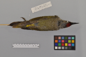 (Picus canus - NSMT-DNA7815)  @14 [ ] Copyright (2014) I. Nishiumi National Museum of Nature and Science, Tokyo