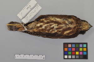  (Ninox japonica - NSMT-DNA6457)  @14 [ ] Copyright (2014) I. Nishiumi National Museum of Nature and Science, Tokyo