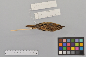  (Cisticola juncidis - NSMT-DNA6481)  @15 [ ] Copyright (2014) I. Nishiumi National Museum of Nature and Science, Tokyo