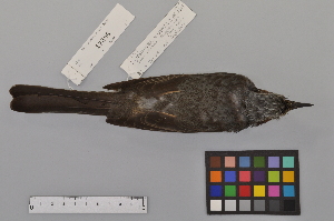  (Hypsipetes - NSMT-DNA6488)  @14 [ ] Copyright (2014) I. Nishiumi National Museum of Nature and Science, Tokyo