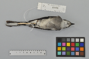  (Pericrocotus tegimae - NSMT-DNA8770)  @13 [ ] Copyright (2014) I. Nishiumi National Museum of Nature and Science, Tokyo