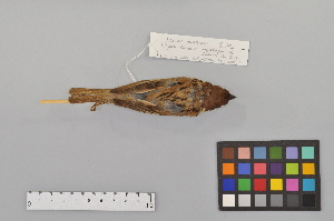  (Sittiparus - NSMT-DNA8885)  @13 [ ] Copyright (2014) I. Nishiumi National Museum of Nature and Science, Tokyo
