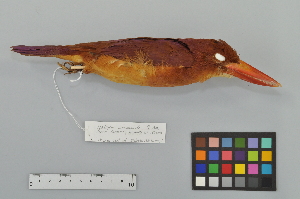  ( - NSMT-DNA8887)  @13 [ ] Copyright (2014) I. Nishiumi National Museum of Nature and Science, Tokyo