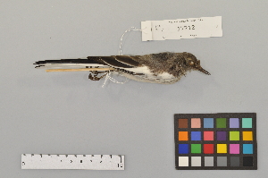  (Motacilla grandis - NSMT-DNA9541)  @14 [ ] Copyright (2014) I. Nishiumi National Museum of Nature and Science, Tokyo