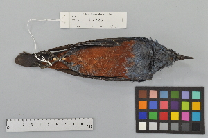 (Monticola solitarius - NSMT-DNA9674)  @14 [ ] Copyright (2014) I. Nishiumi National Museum of Nature and Science, Tokyo