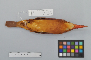  ( - NSMT-DNA9635)  @13 [ ] Copyright (2014) I. Nishiumi National Museum of Nature and Science, Tokyo