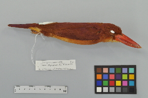  ( - NSMT-DNA9635)  @13 [ ] Copyright (2014) I. Nishiumi National Museum of Nature and Science, Tokyo