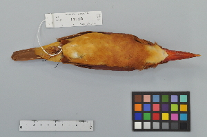  ( - NSMT-DNA9633)  @13 [ ] Copyright (2014) I. Nishiumi National Museum of Nature and Science, Tokyo