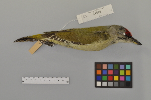  (Picus canus - NSMT-DNA50395)  @14 [ ] Copyright (2014) I. Nishiumi National Museum of Nature and Science, Tokyo