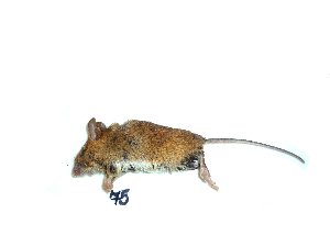  ( - mambg075)  @12 [ ] Copyright  G. Blagoev 2012 Unspecified