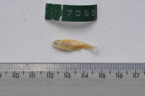  ( - LBPV-17085)  @11 [ ] Unspecified (default): All Rights Reserved (2012) Camila S. Souza Universidade Estadual Paulista, Lab de Biologia e Genetica de Peixes