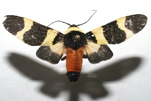  ( - 07-SRNP-107527)  @14 [ ] CreativeCommons - Attribution Non-Commercial Share-Alike (2008) Daniel H. Janzen Guanacaste Dry Forest Conservation Fund