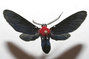  ( - 07-SRNP-109009)  @13 [ ] CreativeCommons - Attribution Non-Commercial Share-Alike (2008) Daniel H. Janzen Guanacaste Dry Forest Conservation Fund