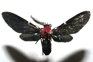  ( - 07-SRNP-109318)  @13 [ ] CreativeCommons - Attribution Non-Commercial Share-Alike (2008) Daniel H. Janzen Guanacaste Dry Forest Conservation Fund