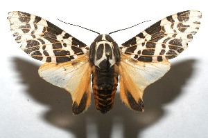  ( - 07-SRNP-110354)  @14 [ ] CreativeCommons - Attribution Non-Commercial Share-Alike (2008) Daniel H. Janzen Guanacaste Dry Forest Conservation Fund