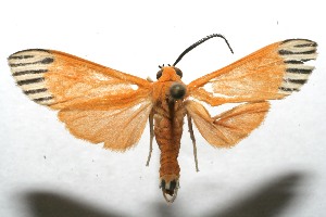  ( - 07-SRNP-113387)  @14 [ ] CreativeCommons - Attribution Non-Commercial Share-Alike (2008) Daniel H. Janzen Guanacaste Dry Forest Conservation Fund