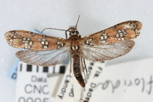  ( - CNCLEP00056231)  @14 [ ] CreativeCommons - Attribution (2009) CBG Photography Group Centre for Biodiversity Genomics