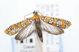  ( - CNCLEP00056236)  @14 [ ] CreativeCommons - Attribution (2009) CBG Photography Group Centre for Biodiversity Genomics