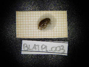  ( - BLATPL_003)  @11 [ ] CreativeCommons Attribution (2025) Dept Invertebrate Zoology and Hydrobiology, University of Lodz University of Lodz