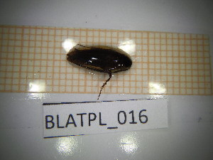  ( - BLATPL_016)  @11 [ ] CreativeCommons Attribution (2025) Dept Invertebrate Zoology and Hydrobiology, University of Lodz University of Lodz