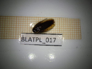  ( - BLATPL_017)  @11 [ ] CreativeCommons Attribution (2025) Dept Invertebrate Zoology and Hydrobiology, University of Lodz University of Lodz