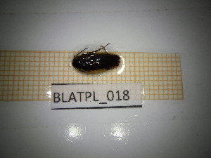  ( - BLATPL_018)  @11 [ ] CreativeCommons Attribution (2025) Dept Invertebrate Zoology and Hydrobiology, University of Lodz University of Lodz