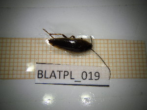  ( - BLATPL_019)  @11 [ ] CreativeCommons Attribution (2025) Dept Invertebrate Zoology and Hydrobiology, University of Lodz University of Lodz