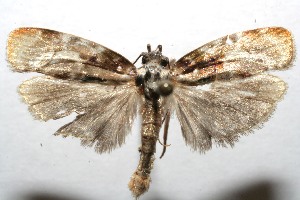  ( - 07-SRNP-106728)  @13 [ ] CreativeCommons - Attribution Non-Commercial Share-Alike (2008) Daniel H. Janzen Guanacaste Dry Forest Conservation Fund