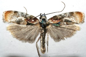  ( - 07-SRNP-106730)  @13 [ ] CreativeCommons - Attribution Non-Commercial Share-Alike (2008) Daniel H. Janzen Guanacaste Dry Forest Conservation Fund