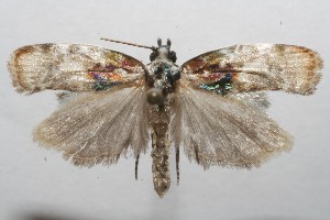  ( - 07-SRNP-111314)  @13 [ ] CreativeCommons - Attribution Non-Commercial Share-Alike (2008) Daniel H. Janzen Guanacaste Dry Forest Conservation Fund