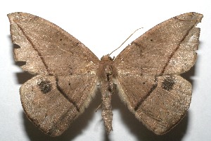  ( - 07-SRNP-107386)  @12 [ ] CreativeCommons - Attribution Non-Commercial Share-Alike (2008) Daniel H. Janzen Guanacaste Dry Forest Conservation Fund