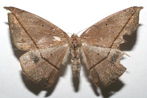  ( - 07-SRNP-107387)  @12 [ ] CreativeCommons - Attribution Non-Commercial Share-Alike (2008) Daniel H. Janzen Guanacaste Dry Forest Conservation Fund