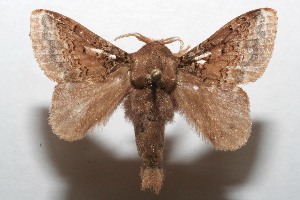  ( - 06-SRNP-107058)  @14 [ ] CreativeCommons - Attribution Non-Commercial Share-Alike (2007) Daniel H. Janzen Guanacaste Dry Forest Conservation Fund